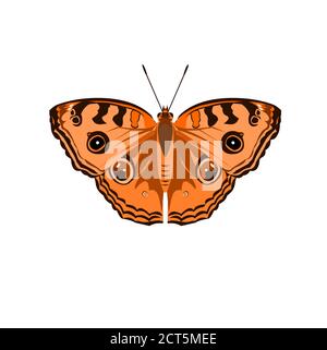 Le papillon Peacock Pansy ( Junonia almana ) isolé sur fond blanc, patron semblable aux yeux sur l'aile de l'insecte de couleur orange Illustration de Vecteur