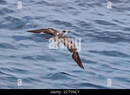 Bridled Tern (Onychoprion anaethetus anaethetus) immature in flight  Christmas Island, Australia       July Stock Photo