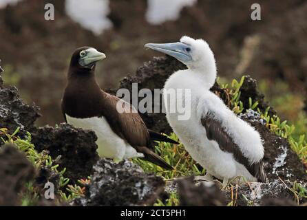 Brown Booby (Sula leucogaster plotus) adult with chick  Christmas Island, Australia         July Stock Photo