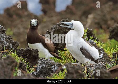 Brown Booby (Sula leucogaster plotus) adult with chick  Christmas Island, Australia         July Stock Photo