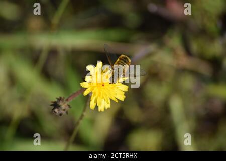 Une mouche Hottentot sur Hawkweed Banque D'Images
