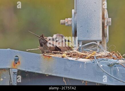 Brown Noddy (Anous stolidus pileatus) adult with chick at nest on crane gantry  Christmas Island, Australia        July Stock Photo
