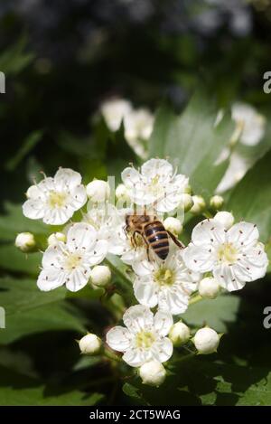 Abeille sur fleurs de jasmin avec foyer sélectif Banque D'Images