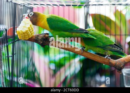 Lovebird debout sur une branche mangeant le maïs dans le cage Banque D'Images