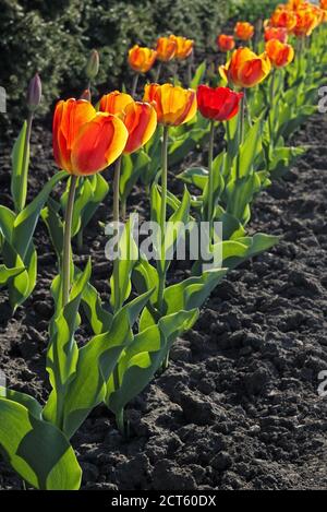 Rangée de fleurs de tulipes rouges en fleurs qui poussent avec un foyer sélectif sur le premier Banque D'Images