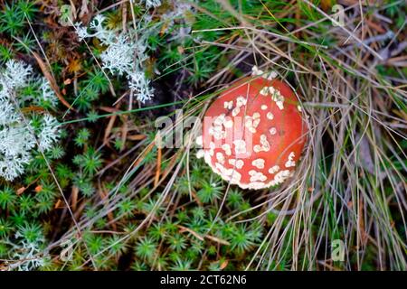 Petit champignon de mouche avec des taches blanches dans l'herbe. Banque D'Images