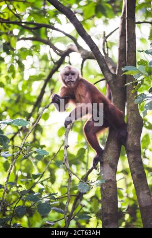 Singe Capuchin à façade blanche (albifrons de Cebus), île aux singes (Isla de los Monos), Réserve nationale de Tambopata, Pérou, Amérique du Sud Banque D'Images