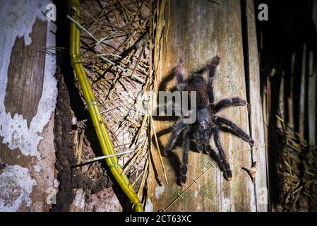 Tarantula (Avicularia urticans) à la nuit dans la région de Puerto Maldonado Amazone Jungle, Réserve nationale de Tambopata, Pérou, Amérique du Sud Banque D'Images