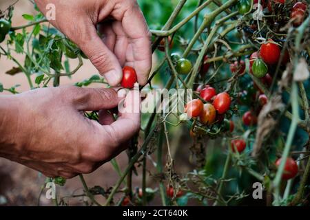 gros plan d'un jeune homme caucasien collectant une cerise mûre tomates de la plante dans un verger biologique Banque D'Images