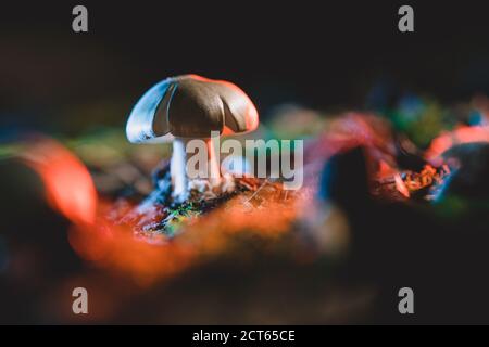 Photographie macro lumineuse théâtrale avec gros plan de champignon champignon dans la forêt. Baluw d'ambiance et couleurs rouges du flash Banque D'Images