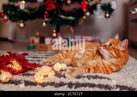 Chat de gingembre jouant avec la guirlande sous l'arbre de Noël allongé sur le sol. Concept Noël et nouvel an Banque D'Images