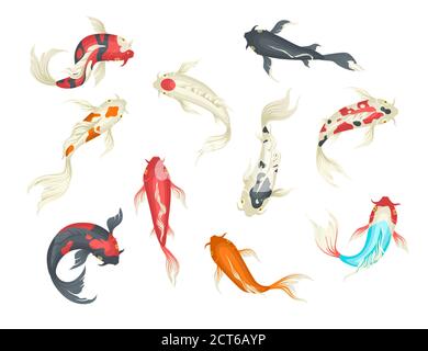 Ensemble décoratif de carpe japonaise de poisson koï, illustration isolée à vecteur plat Illustration de Vecteur