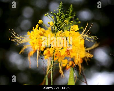 Fleur de belle fleur ‍standing jaune poinciana encore Banque D'Images