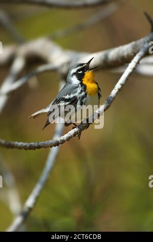 Paruline à gorge jaune chantant sur une branche de pin mort au printemps Banque D'Images