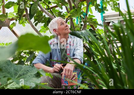 Femme âgée souriante jardinant dans un dôme géodésique, une maison en verre à régulation climatique Banque D'Images