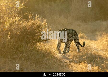 Un léopard, Panthera pardus, marche dans une herbe courte en lumière dorée, rétroéclairé. Banque D'Images