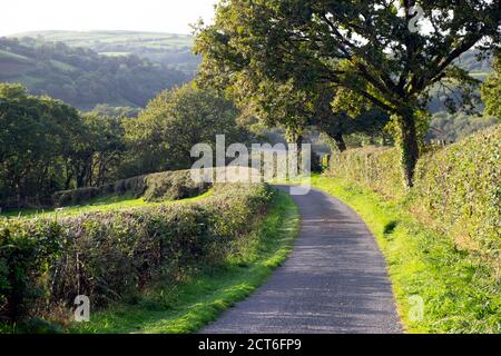 Carmarthenshire pays de Galles paysage, haie taillée hedgerow, virage dans la voie de circulation, arbres à l'automne septembre 2020 pays de Galles Royaume-Uni BritainKATHY DEWITT Banque D'Images