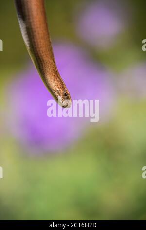 Vers lent, Anguis fragilis, vers la fin de l'été sur la lande du Buckinghamshire Banque D'Images