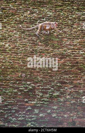 Ville sacrée d'Anuradhapura, singes de l'Abhayagiri Dagoba, aka Abhayagiri Vihara, Monastère Abhayagiri, Sri Lanka, Asie Banque D'Images