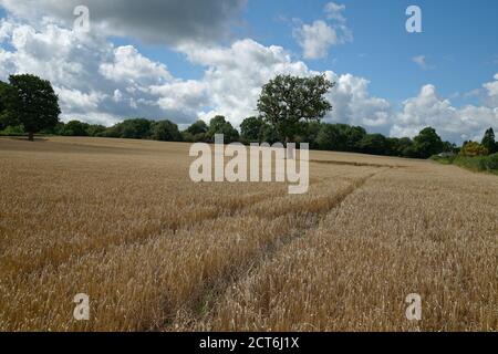 Un champ de céréales d'orge en attente de récolte. Récolte sèche et mûre à la fin de l'été. Banque D'Images