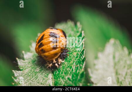 Orang Squisy Bug Macro photo gros plan Banque D'Images