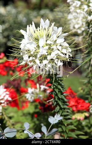 Cleome une plante de fleur blanche d'été communément connue sous le nom de Spider Fleur et native de l'Amérique du Sud photo image Banque D'Images