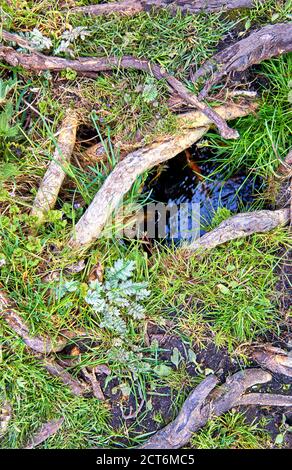 Trou d'eau entre les plantes vertes et les bâtons abîmés. Arrière-plan de la nature. Banque D'Images