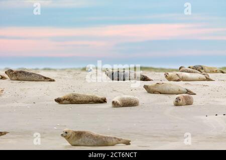 Phoques communs (Phoca vitulina) sur un banc de sable dans la mer de wadden à l'île de Frise orientale Juist, Allemagne. Banque D'Images