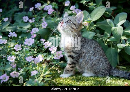 Portrait d'un jeune chaton tabby photographié à l'extérieur dans un jardin avec feuillage et fleurs Banque D'Images