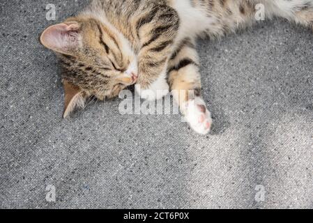 Portrait en gros plan d'un jeune chaton endormi avec espace de copie. Photographié d'en haut. Copier l'espace. Banque D'Images