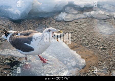 Un jeune guette à dos laiteux (Larus schistisagus) avalant un poisson sur la glace de dérive près de Rausu, péninsule de Shiretoko, Hokkaido, Japon Banque D'Images