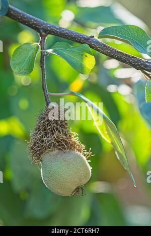 Quince aux fruits de pomme gris-blanc et doré, Cydonia oblonga. Banque D'Images