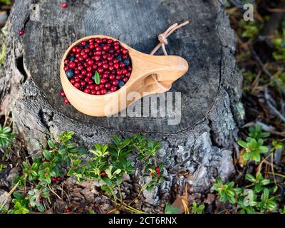 Baies de lingonis rouges fraîches dans une tasse en bois sur une souche dans la forêt. Concept de nourriture délicieuse et saine. Banque D'Images