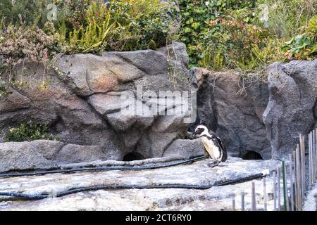 Oiseaux dans l'aquarium d'Ikebukuro Banque D'Images