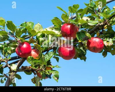 Belles pommes rouges, variété Red Devil, mûrissant sur une branche d'arbre avec un fond bleu ciel Banque D'Images