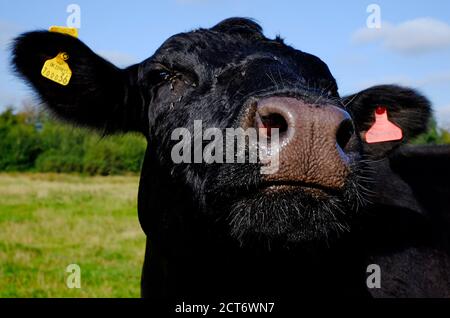 gros plan du portrait de vache, norfolk, angleterre Banque D'Images