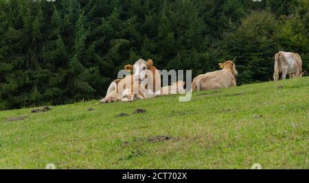 Vaches sur la prairie dans la région allemande appelée Eifel Banque D'Images