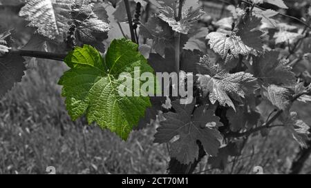 Image monochrome (noir-blanc) de plantes de vigne en croissance (vin de raisin, vitis vinifera) dans un beau vignoble avec une seule feuille de couleur. Banque D'Images