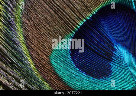 Macro gros plan de plumes, peafowl Banque D'Images