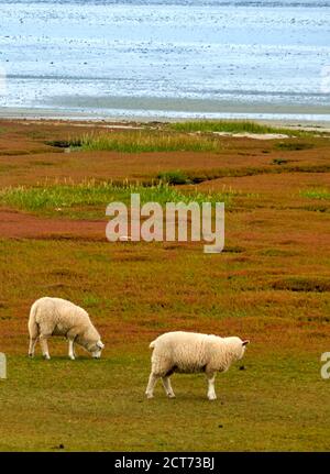 Les vasières bleu-gris devant la lande pourpre et les moutons sur la prairie verte en premier plan sur l'île de Sylt, Allemagne Banque D'Images