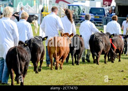 Les jeunes veaux sont conduits au spectacle au South of England Show, Ardingly, West Sussex, Royaume-Uni Banque D'Images