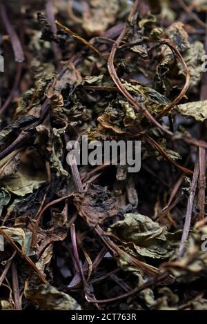 Gros plan vert menthe séchée, menthe poivrée sèche préparée pour le thé, image de texture. Banque D'Images