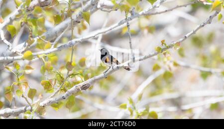 American Redstart (Setophaga ruticilla) Perchée dans un arbre pendant la migration à travers le Colorado Banque D'Images