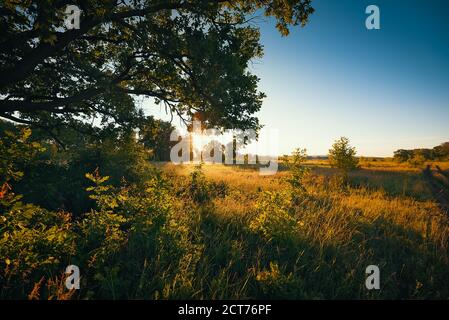 L'aube, les premiers rayons du soleil se brisent à travers les branches d'un grand chêne poussant dans un champ avec diverses herbes. Paysage de l'aube pour l'enregistrement d'écran Banque D'Images