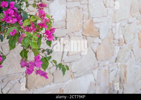 Mur grec en pierre avec fleurs roses. Texture d'un mur de pierre. Arrière-plan de la texture du mur de pierre ancienne. Copier l'espace. Banque D'Images