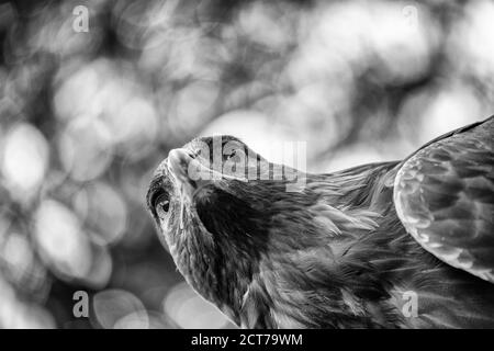 Eagle Eye avec fond de forêt, concept de la faune. Vue vers le haut. Banque D'Images