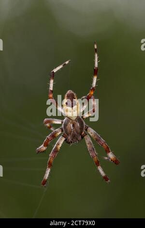 Orb-weaver marbré (Araneus marmoreus var. Pyramidatus) Norfolk GB UK août 2020 Banque D'Images