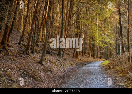 Woods à Ben venue une montagne dans la région de Trossachs en Ecosse. Le nom Ben venue est dérivé des mots gaéliques écossais signifiant « la miniature Banque D'Images