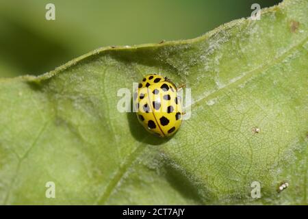 22 Potatot ladybird (Psyllogora vigntiduopunctata), famille des ladybirds (Coccinellidae).alimentation sur Erysiphe alphitoides, champignon qui cause le mildiou poudreux Banque D'Images