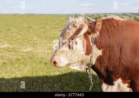 Gros plan de la tête de taureau sur le fond d'un pré et d'une forêt d'été vert, concept de produit laitier. Signe du zodiaque Taurus, taureau d'horoscope de l'est, symbole Banque D'Images
